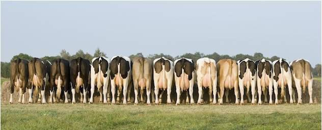 Persistência é uma característica genética de cada vaca Mês lactação 1 2 3 4 5 6 7 8 9 10 11 12 kg / dia 17 18 17 16 15 14 13 12 11 10 9 8 kg / dia 17 18 16 14 12 10 8 6 4 2 kg / dia 15 13 10 7 4 3 1