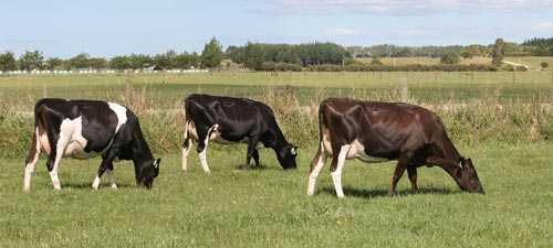 A responsabilidade das vacas em lactação na fazenda leiteira é muito grande, porque de 90 a 95% da receita é proveniente da venda de leite.
