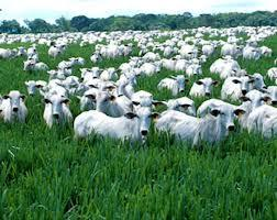 Em fazenda de gado de corte as receitas concentram-se em determinados meses porque animais devem estar prontos para venda Área total fazenda 3.686 ha 1.850 ha de pasto 340 ha cultura Rebanho 3.