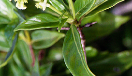 Pagamea guianensis s.l.