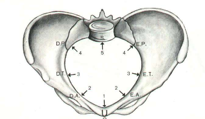 Bacia obstétrica e Relação útero-fetal Bacia obstétrica Bacia ou pelve: 2 ossos ilíacos, sacro, cóccix, pubis e respectivas articulações: sínfise púbica, sacroilíacas, sacro coccígenas.
