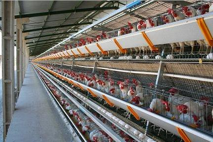 Produção Convencional de Ovos Sistema de produção