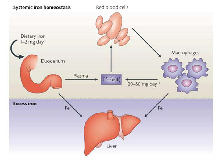 7 Introdução Fonte: De Domenico et al. (25) Figura 1. Homeostase do ferro no organismo. O ferro da dieta existe como ferro heme e como ferro não-heme.