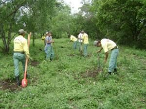 Equipe realizando coroamento e aberturas de covas No dia do plantio, foram plantadas ao todo 104 mudas em tubetes, das quais 86 foram demarcadas por estacas (gentilmente cedidas pelo Sr.