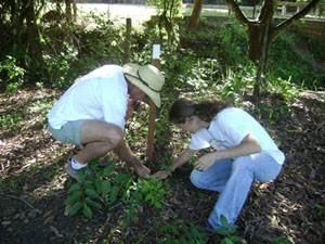 Por isso, das 104 mudas plantadas, 86 exemplares foram demarcados com uma estaca de um 1m, com identificação das espécies e a data do plantio para facilitar o monitoramento.