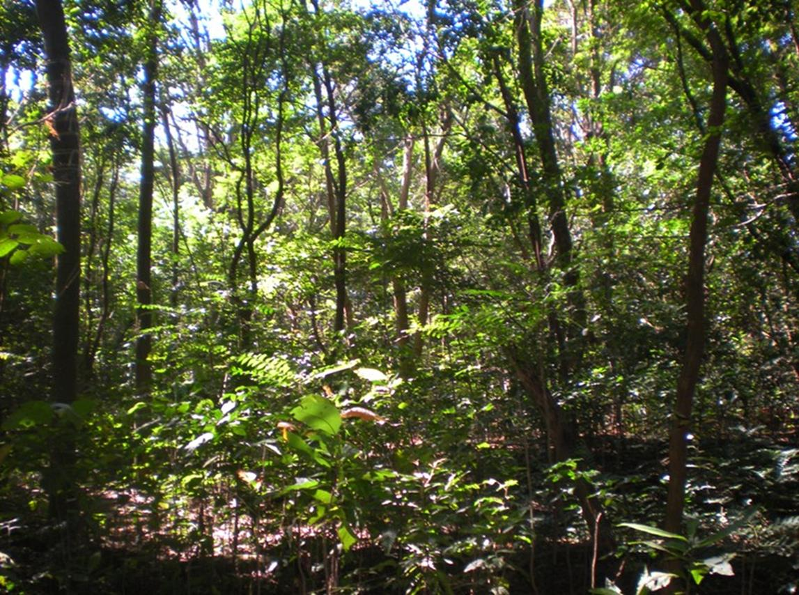 FLORESTA EM RESTAURAÇÃO