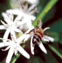 Vantagens Indiretas da Presença de Florestas Nativas