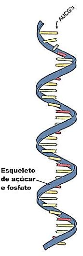 componentes: uma pentose, uma base nitrogenada e grupo fosfato. As pentoses são diferentes no DNA e no RNA. No DNA a pentose é a desoxirribose, enquanto que no RNA é a ribose.