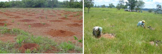 22 Reserva Legal no Bioma Cerrado: uso e preservação Fotos: F. G. Aquino e M. C. Oliveira 9) Controlar as formigas e pragas.