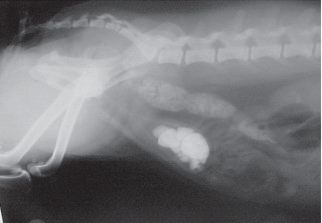 caudo-cranial, constatou-se inicialmente, uma área circular não ecogênica indicando tratar-se da luz da bexiga.