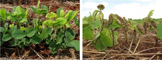 Sintomas de metsulfuron-methyl em soja, 12 dias depois da aplicação em pós-emergência das plantas.