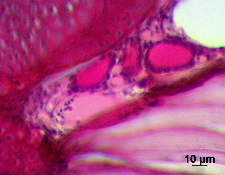 19 F CE C Figura 3. Folículos tireoidianos presentes em Elacatinus figaro com 24 dias após a eclosão. (F Folículo tireoidiano, C - Coloide, CE Camada de células epiteliais).