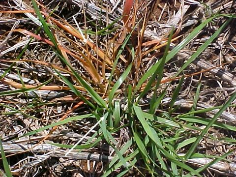 Padrão de ocorrência de plantas daninhas resistentes a herbicidas no campo 1- Definições é a capacidade herdável de uma planta sobreviver e reproduzir após à exposição a um herbicida, que normalmente