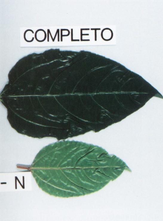 Maracujazeiro: diagnose visual Nitrogênio: maracujazeiro