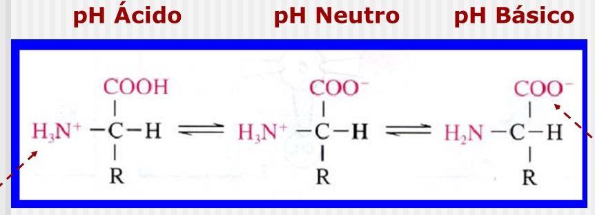 Essenciais vs Não Essenciais Ionização A carga elétrica dos aminoácidos varia com o