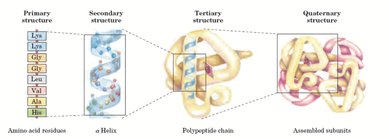 Ligação Peptídica Os aminoácidos ligam-se formando cadeias polipeptídicas H 2 O LIGAÇÃO PEPTÍDICA (COVALENTE) Estrutura das proteínas A organização tridimensional de uma