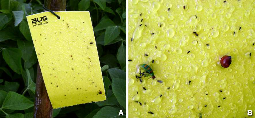 24 Figura 3. Armadilha adesiva amarela utilizada na amostragem de moscasbrancas (A) e insetos presos na armadilha (vários dípteros, Diabrotica speciosa à esquerda e Cycloneda sanguinea à direita (B).