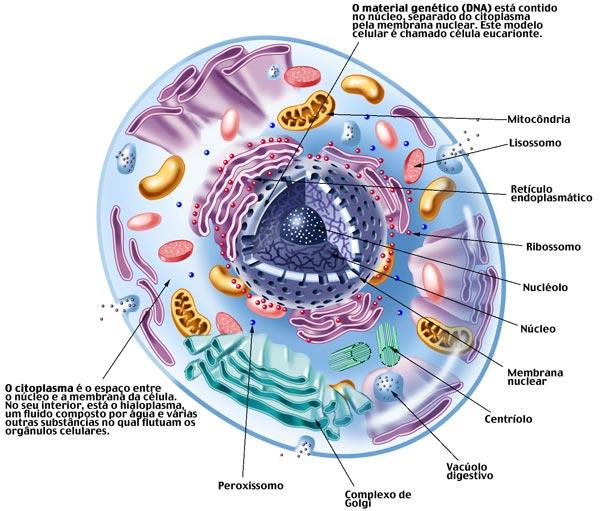Células Eucariontes Célula vegetal - parede