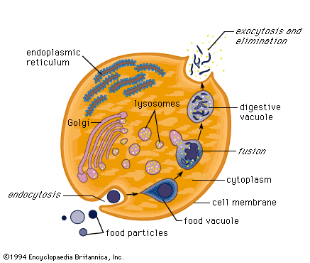 Lisossoma (depósitos de enzimas com atividade em ph ácido) * depósitos