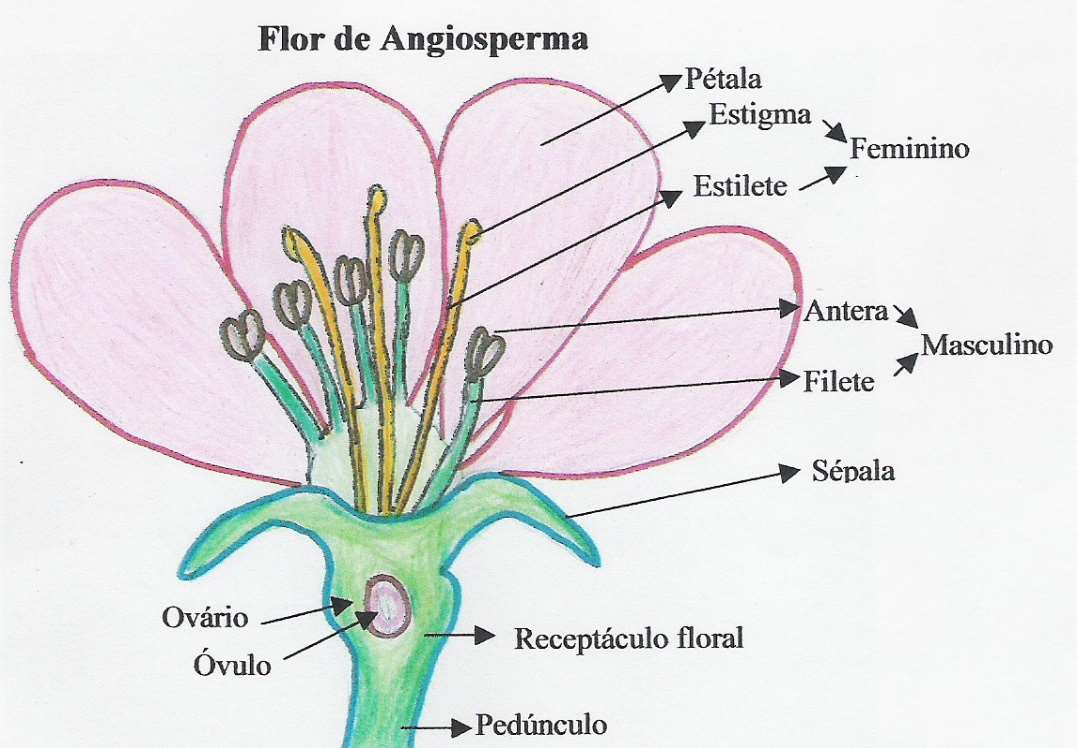 ANGIOSPERMA Exercícios sobre reprodução das plantas 1- Diferencie a reprodução assexuada das gimnosperma da reprodução sexuada.