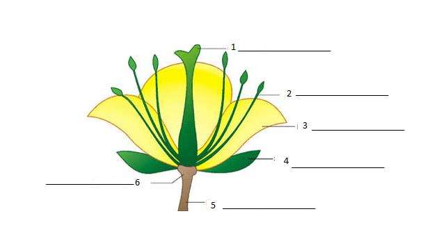 HISTOLOGIA VEGETAL O organismo da angiosperma resulta no desenvolvimento de um embrião. O embrião por sucessivas divisões mitóticas sofridas pelo zigoto.