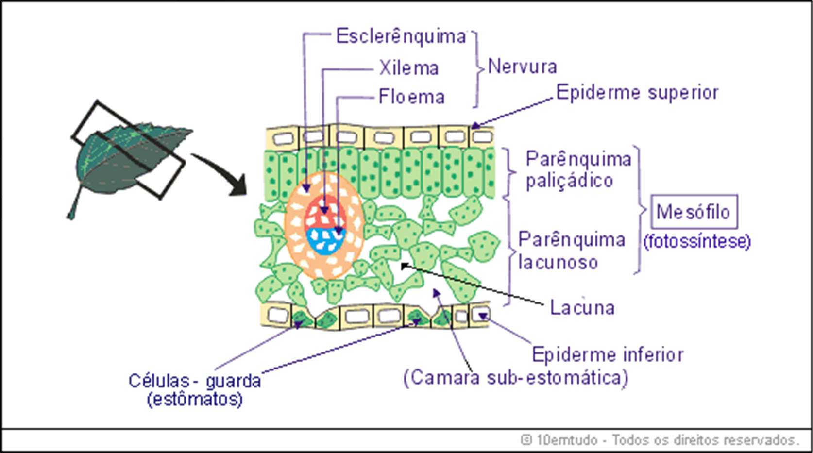 O tecido fundamental é formado por três tipos de tecidos: 1- O parênquima encarrega-se de numerosas funções fisiológicas especializadas: fotossíntese, armazenamento, secreção e cicatrização de