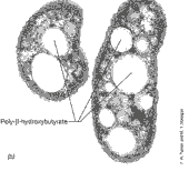 Inclusões intracitoplasmáticas MICROBIOLOGIA 2008/2009 As inclusões de reserva são acúmulos de substâncias orgânicas ou inorgânicas, rodeadas ou não de uma camada limitante de natureza proteíca, que