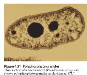 MICROBIOLOGIA 2008/2009 Granulações metacromáticas - São designados por grânulos de volutina. Quimicamente são polifosfatos constituindo um polímero linear de ortofosfatos, unidos por ligações éster.