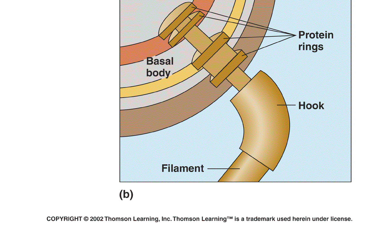 MICROBIOLOGIA 2008/2009 O flagelo das bactérias Em forma de saca-rolhas É constituído por 3 partes: Corpo basal Gancho Filamento Constituído por uma proteína: