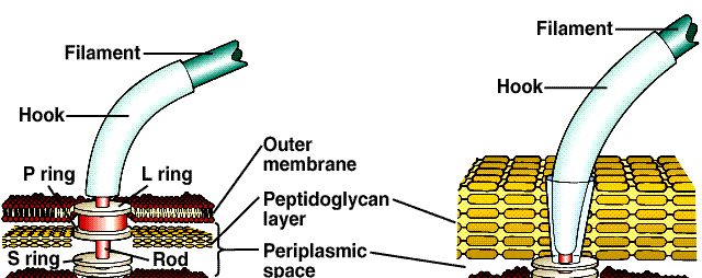 MICROBIOLOGIA 2008/2009 O flagelo das bactérias Flagelos em bactérias Gram (a) e em Gram+ (b) Filamento (flagelina) Gancho