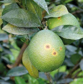 AÇÃO EXIGE MEDIDAS DE MANEJO VARIEDADES MENOS SUSCETÍVEIS Não há variedades comerciais de citros resistentes, todas são afetadas pelo cancro cítrico, mas algumas são mais suscetíveis à doença,