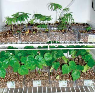 ELABORAÇÃO DO GUIA vermiculita média (Figura 9). Os gerbox contendo as sementes foram colocados em câmara de germinação tipo B.O.D. (Biochemical Oxygen Demand) (Figura 10) sob luz constante e temperatura de 25 o C.