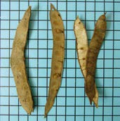 NOME CIENTÍFICO: Albizia niopoides (Spruce ex Benth.