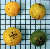 NOME CIENTÍFICO: Psidium cattleianum Sabine NOME POPULAR: Araçá-amarelo FAMÍLIA: Myrtaceae Comprimento: 0,36 (0,27-0,46) cm Largura: 0,28 (0,23-0,37) cm Espessura: 0,19 (0,11-0,29) cm Massa: 0,02