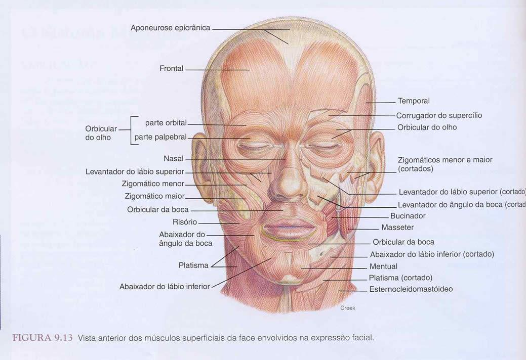 Músculos da Face Os músculos da face ou músculos da expressão facial são subcutâneos. Eles movem a pele e mudam as expressões da face para transmitir ânimo, disposição.