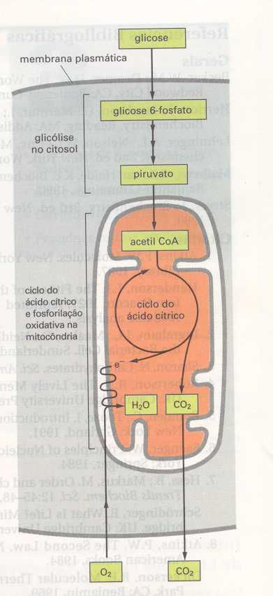 NUTRIENTES E SEU DEGRADAÇÃO DA GLICOSE: FERMENTAÇÃO LÁTICA NUTRIENTES E SEU DEGRADAÇÃO DA GLICOSE: CICLO DO ÁCIDO CÍTRICO (respiração