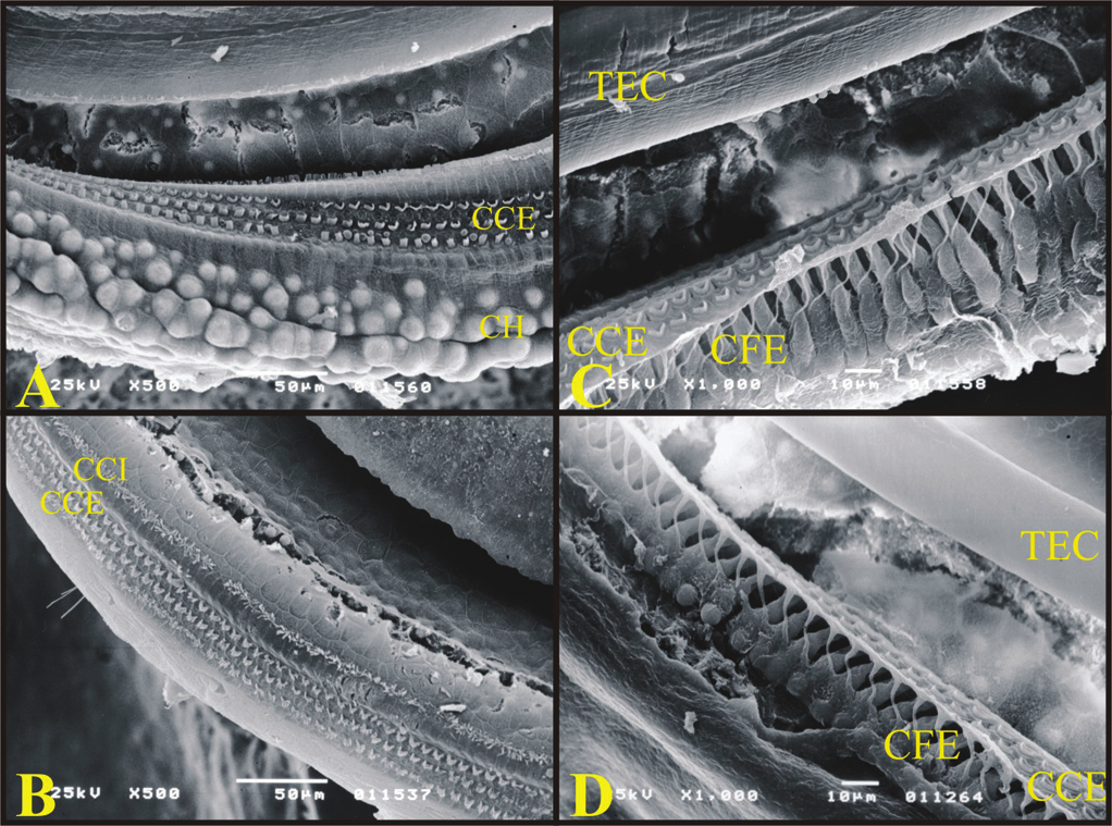 Em todas as espiras da cóclea da cobaia e do rato observa-se a Membrana Tectória, a Membrana de Raissner, o Órgão de Corti e as Células de Hensen. A Membrana Tectória da cobaia e do rato é semelhante.