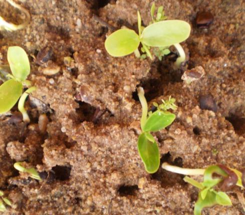 A canteiros de areia lavada, onde são irrigadas duas vezes por dia. O jatobá e o ingá são plantados diretamente em tubete ou saquinho.