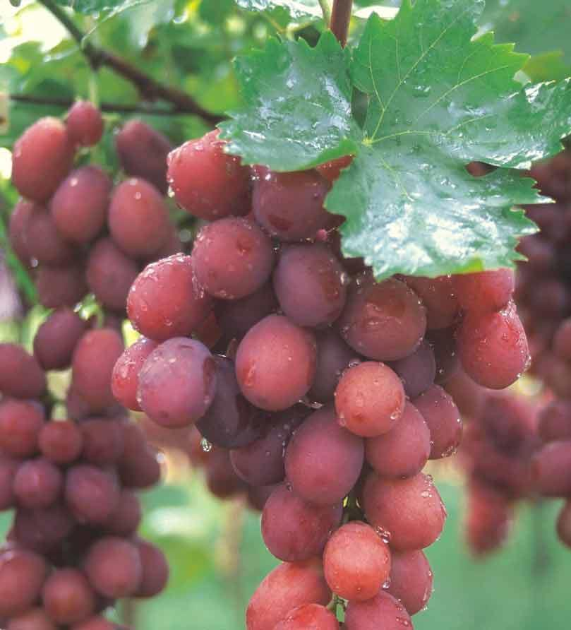 A fruta na planta Recebe água e alimento Consome o