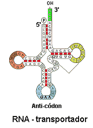 ❷ RNA transportador (RNAt) Produzido no núcleo e migra para o citoplasma 70 a 90 nucleotídeos (nt) de comprimento se dobram em estruturas