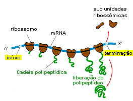 Polissomos ou Polirribossomos Uma molécula de RNAm + vários v