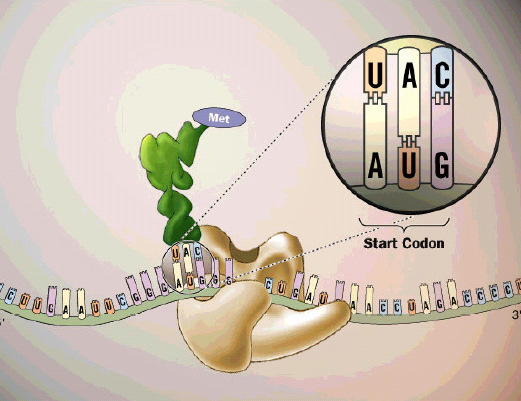 O Código C Genético possui sinais de Iniciaçã ção Códon de Iniciação - Todas as proteínas de procariotos e eucariotos