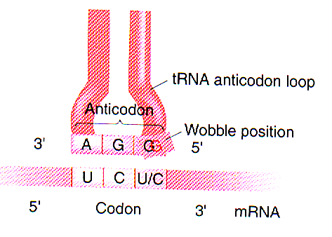 O Código C Genético Lembrem-se da base oscilante do RNAt Permite que 1 tipo de RNAt carregando um aa possa reconhecer mais de um códon no RNAm Ex.