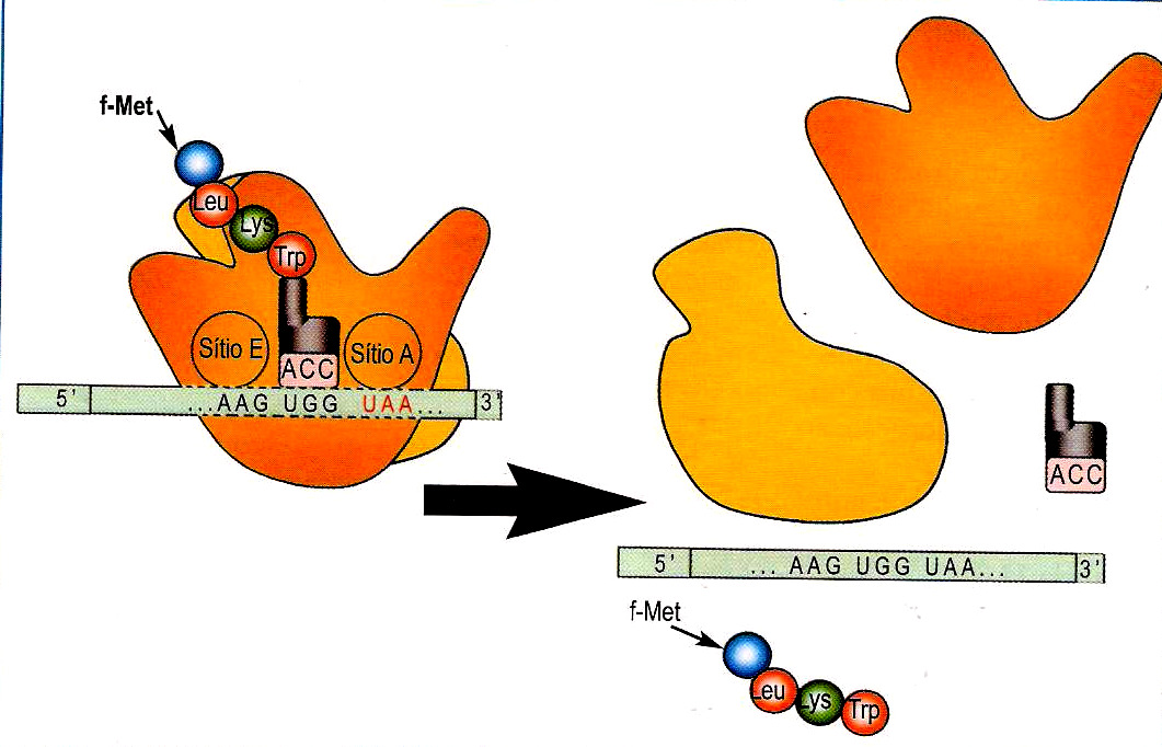 1. A síntese é interrompida quando o ribossomo alcança um dos códons de terminação: UAA, UAG, UGA 2.