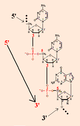 Transcriçã ção Formaçã ção o do RNAm Cópia do gene em uma sequencia de nucleotídeos (nt( nt.