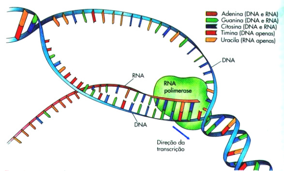 Reconhecem e se ligam a seqüências específicas de DNA Desenrolam a dupla hélice de DNA expondo a seqüência de nucleotídeos a ser transcrita Mantêm as fitas de DNA separadas na região