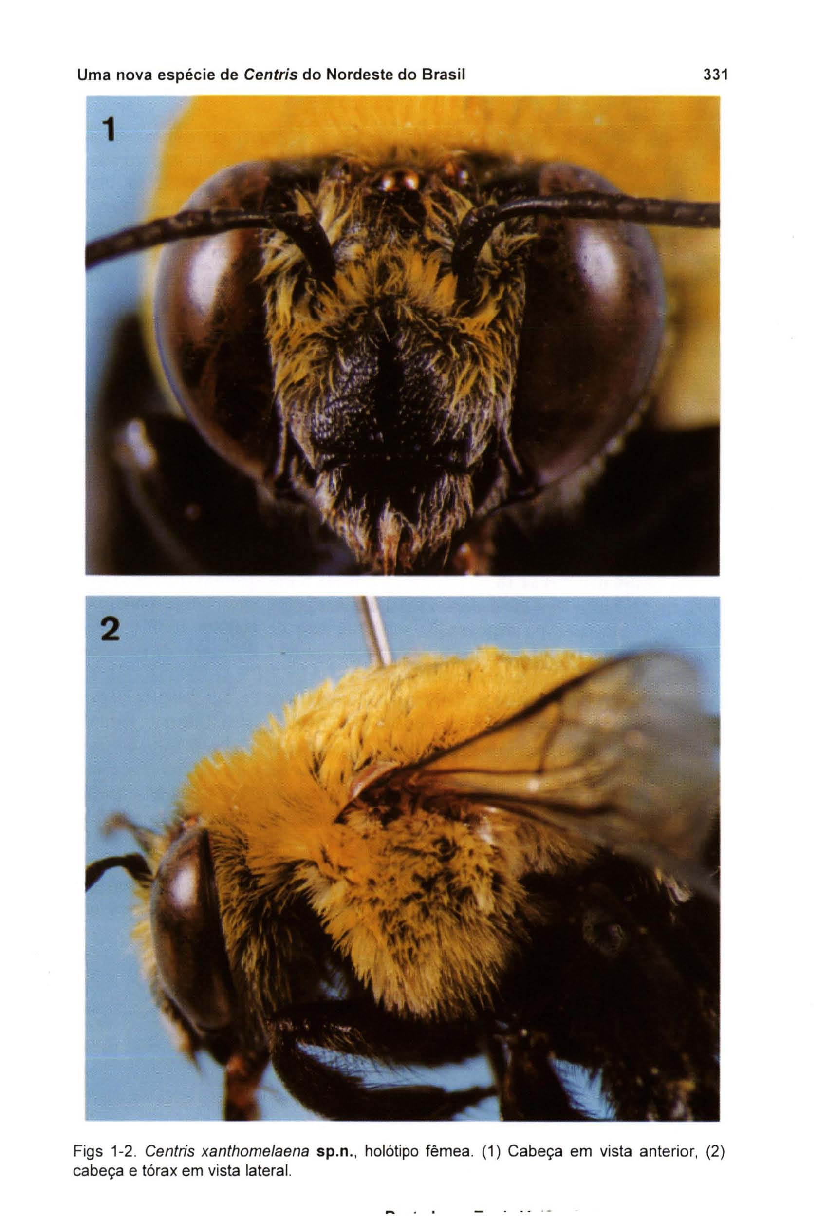 Uma nova espécie de Centris do Nordeste do Brasil 331 2 Figs 1-2.