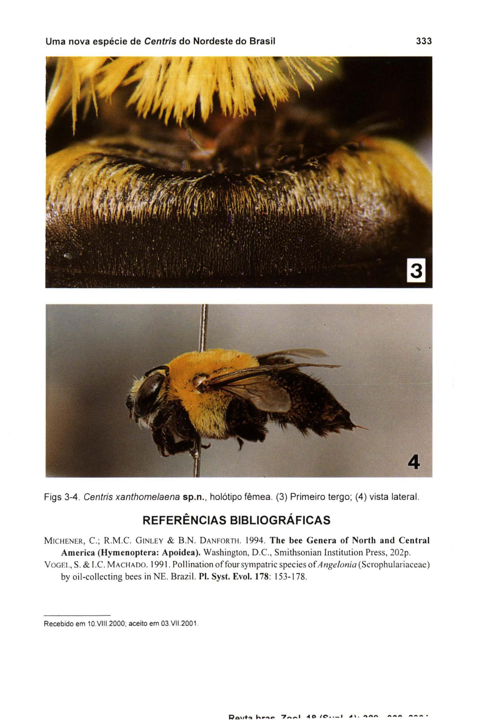 Uma nova espécie de Centris do Nordeste do Brasil 333 Figs 3-4. Centris xanthomelaena sp.n., holótipo fêmea. (3) Primeiro tergo; (4) vista lateral. REFERÊNCIAS BIBLIOGRÁFICAS MICHENER, c.; R.M.C. G INLEY & B.