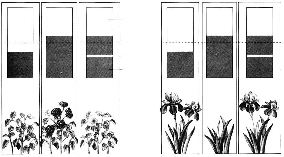 Questão 05 Em muitas plantas, a floração é controlada pelo fotoperíodo, sendo as espécies classificadas como plantas de dias curtos (PDC) ou plantas de dias longos (PDL).