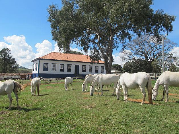 Fazenda Narciso (